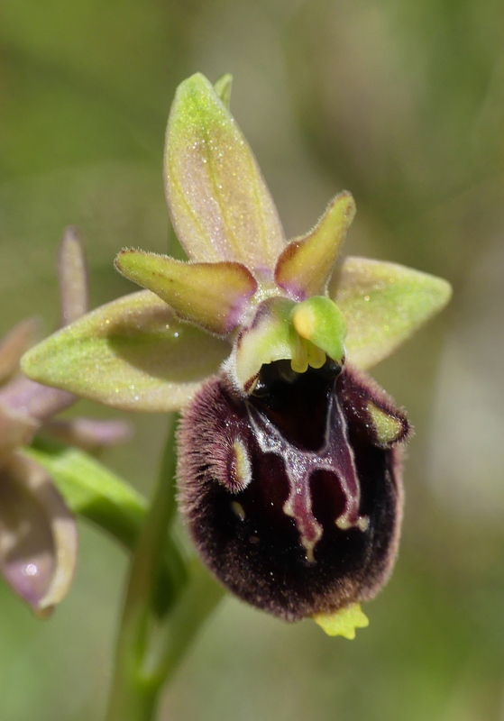 Forme ibride di Ophrys aranifera/sphegodes x Ophrys dinarica  9 giugno 2025  alto aquila